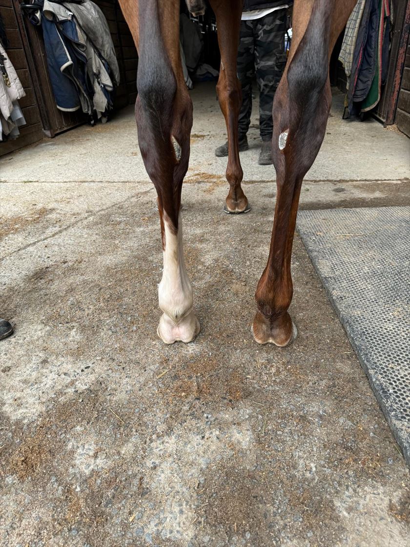 2024 SEPTEMBER (Late) Online Sale | Inglis Digital Online Auctions